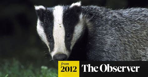Time Runs Out For Badgers In The Culling Fields Of England Badgers