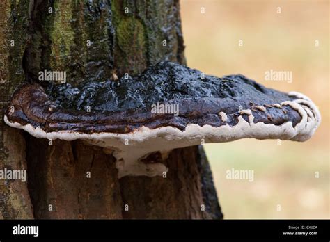 Fungi Growing On A Tree Uk Stock Photo Alamy