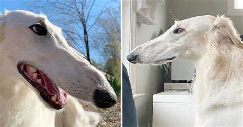 Dog With A Very Long Snout Posed For Adorable Photos Small Joys