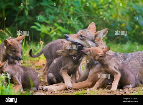 Grey Wolf Canis Lupus Mother And Two Month Old Cubs Pups Begging For Food By Licking Mother S