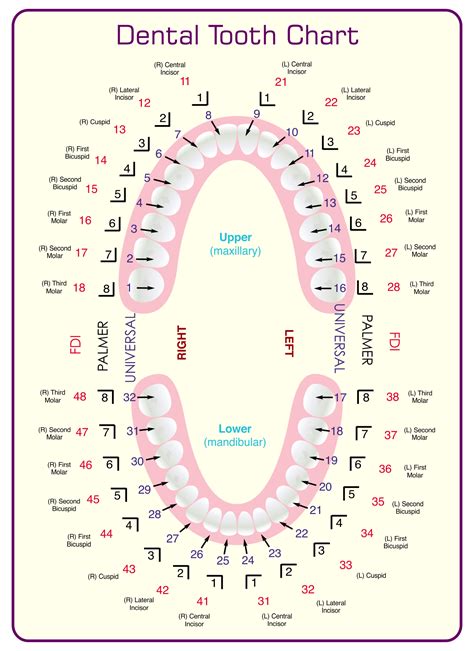 Printable Tooth Chart With Numbers Printable World Holiday