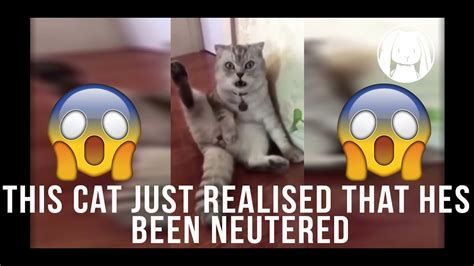 This Cat Just Realised That Hes Been Neutered Youtube