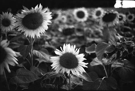 Sunflowers France Black And White Art Print By Paul
