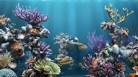 As one of the key components of an aquarium, filtration is responsible for moving and cleaning the tank water, making it safe for fish to live in. Fish Tank Backgrounds Download | PixelsTalk.Net