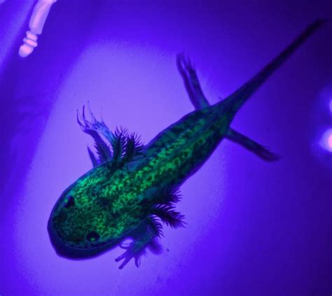 A Green And Blue Gecko Sitting On Top Of A Purple Table Next To A Light
