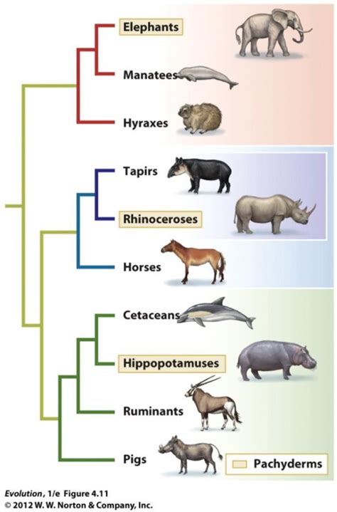 Building large trees by combining phylogenetic information: Biological Evolution Exam 1 - ProProfs Quiz