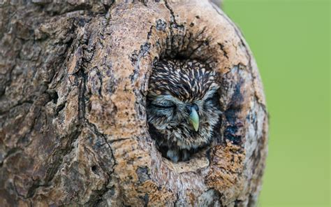 Nature Animals Birds Owl Trees Wood Sleeping Depth Of Field
