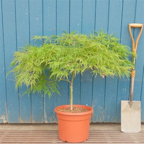 Acer Palmatum Dissectum Viridis Buy Green Japanese Maple Trees