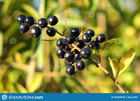 Privet Berries And Leaves Ligustrum Vulgare Stock Photo Image Of