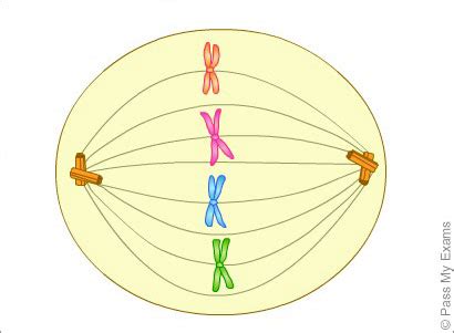 We did not find results for: Mitosis, cell division animation - Pass My Exams: Easy ...
