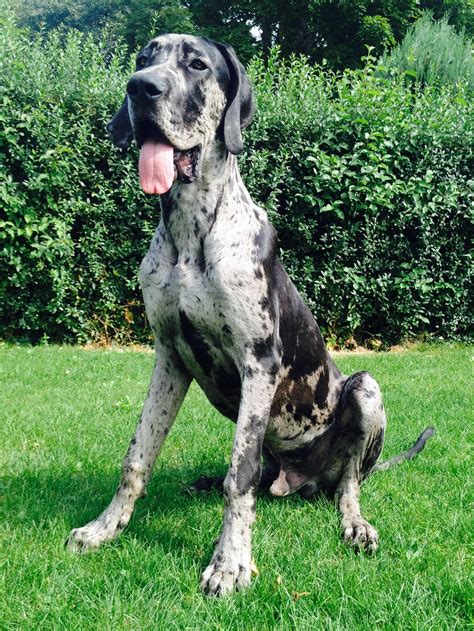 Blue Merle Harlequin Great Dane Puppy Bleumoonproductions