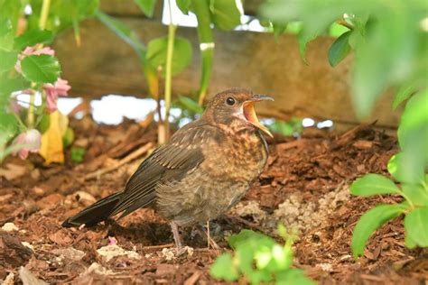 Singende Amsel Im Garten Foto And Bild Natur Landschaft Tiere Bilder