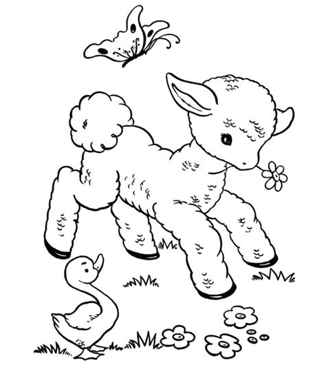Lambs Coloring Pages Coloring Home