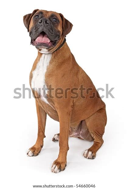 Large Male Boxer Dog Happy Face Stock Photo 54660046 Shutterstock