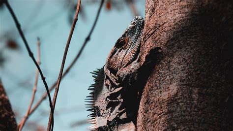 Download Wallpaper 1366x768 Iguana Lizard Reptile Scales Tree