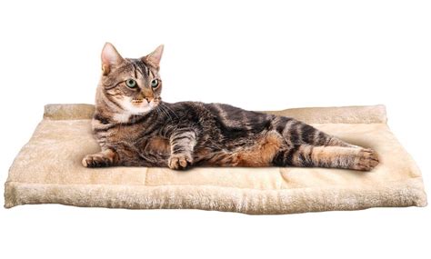 Two In One Self Heating Cat Bed Groupon