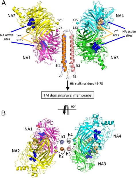 Structure Of The Newcastle Disease Virus Hemagglutinin Neuraminidase Hn Ectodomain Reveals A