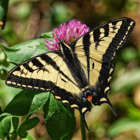 Papilio Rutulus Western Tiger Swallowtails Things Of The