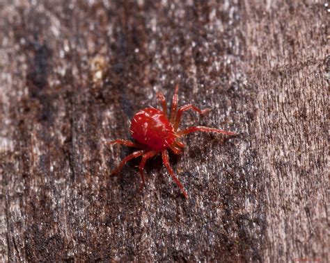 It attacks leaf and flower plants, indoors and outside. Tiny tiny red spider/mite | very small,prob 1mm 90mm macro ...
