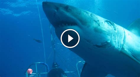 Top 10 Largest Sharks In The World Wow This Is Crazy