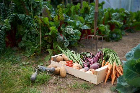 How To Grow A Vegetable Garden Better Homes And Gardens