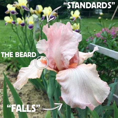 Best Companion Plants For Bearded Iris American Meadows