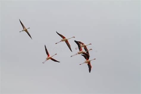 Low Angle Shot Of A Beautiful Flock Of Flamingos With Red Wings Flying