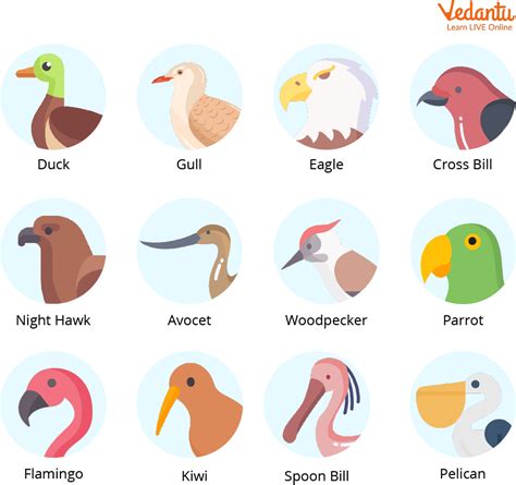 Body Parts Of Animals Learn Definition Facts And Examples