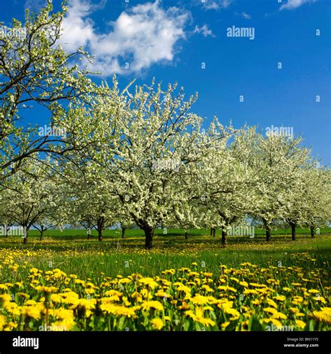 Apple Trees With Apple An Orchard Stock Photo Alamy