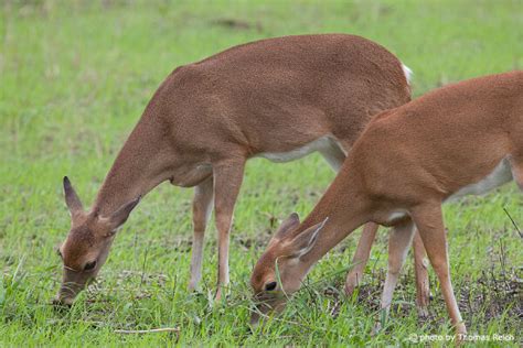 White Tailed Deer Odocoileus Virginianus Info Details Facts And Images