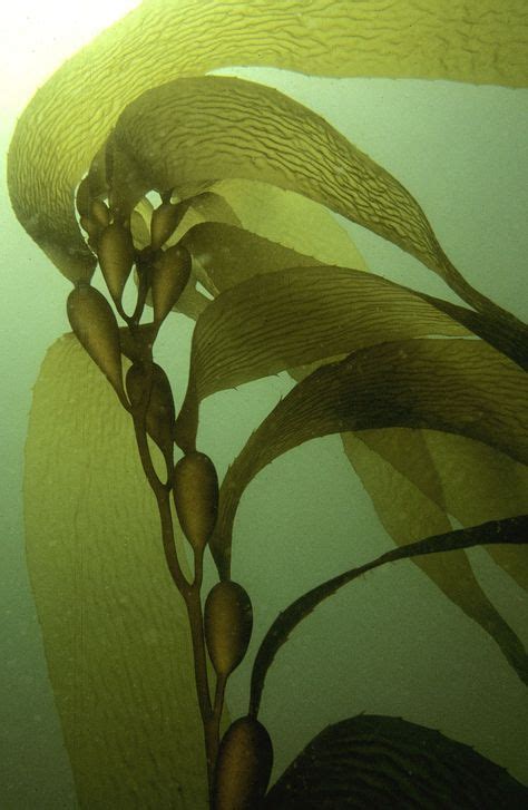 Kelp Laminariales Spp Sea Plants Underwater Plants Kelp Forest