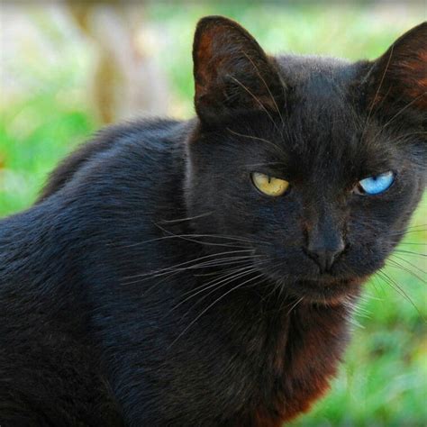 Cats have some of the most beautiful eyes in the animal kingdom, but when they're blue they're particularly striking. Gorgeous | Black cat breeds, Cat with blue eyes, Cute ...