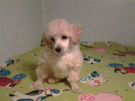 Pets and animals for sale in oregon. Toy Poodle puppies for Sale in Astoria, Oregon Classified ...