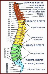 The Spinal Column And The Essential Muscles And Somatic Open I