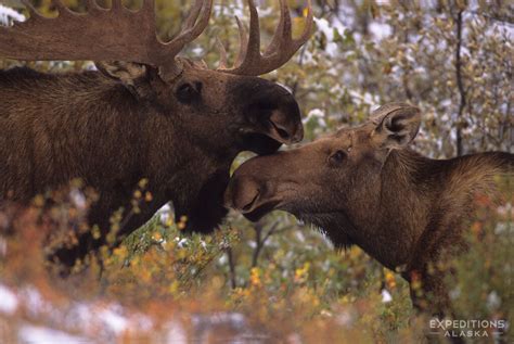 Bull And Cow Moose Denali National Park Alaska Expeditions Alaska