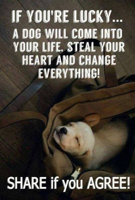 Pin By Herb Jure On Mans Best Freind Dog Lovers Dogs Dog Quotes
