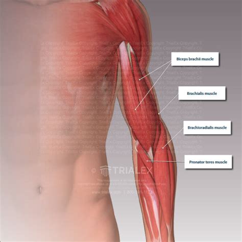 Superficial Muscle Anatomy Of The Arm TrialExhibits Inc
