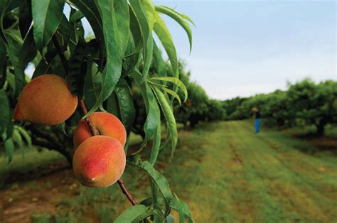 21 Fresh Pruning Peach Trees