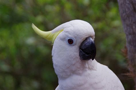 8 Top Friendly Pet Bird Species That Are Excellent Companions