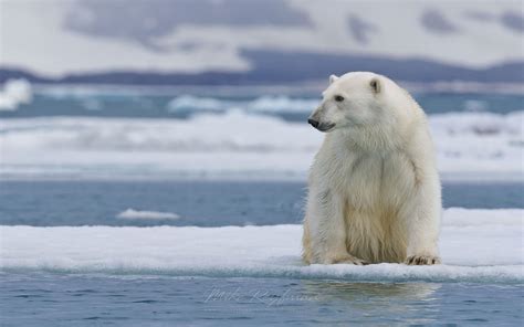 Polar Bear Resting On An Ice Floe Along Spitsbergen Coast Svalbard