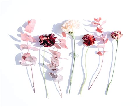 Minimalist Flower Wallpapers Top Free Minimalist Flower Backgrounds