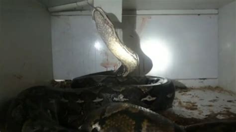 Squeeze Play Cops Save Shop Owner Attacked By 20 Foot Python
