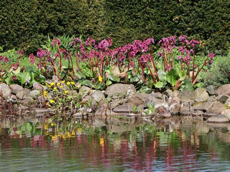 Wer eine bergenie kaufen will, entscheidet sich für eine wunderschön blühende gartenstaude. Bergenie 'Admiral' - Schönstes Stauden-Sortiment ...