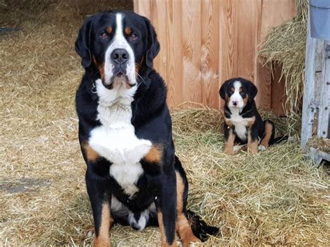 Aufgrund seiner größe und seiner arbeitswilligkeit sollte die rasse in einem haus mit. Hundewelpen: Schweizer Sennenhunde Welpen gebraucht kaufen ...