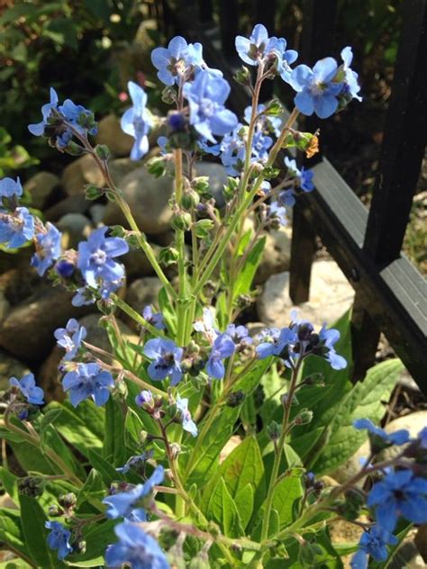 Perennial Forgetmenot Myosotis Scorpioides This Appears To Be
