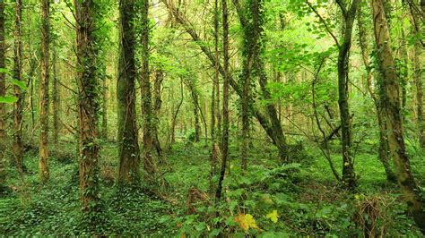 Green Forest Woodlands Photograph By Patrick Dinneen Fine Art America