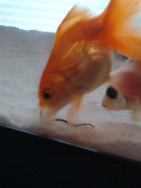 I Feed Them Like Kings And What Do They Go For The Poop Goldfish