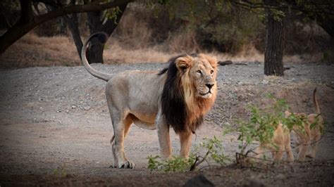 Book Gir Lion Safari Online At Gir National Park Booking