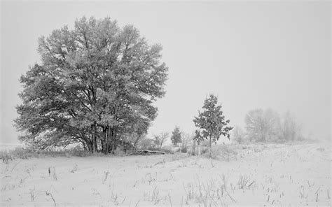 1171842 Trees Monochrome Nature Sky Snow Winter Branch Frost