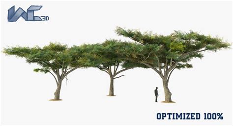 Vachellia Tortilis Tree By Webcraft3d This Product Is Highly Optimized